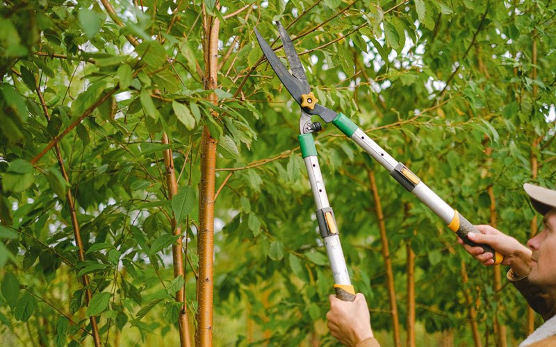 Tree trimming in Avenal, CA